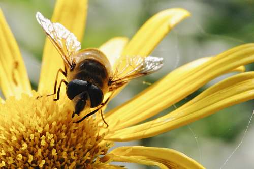 bee black and yellow bee on yellow flower insect
