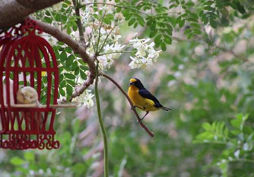 bird black and yellow bird finch