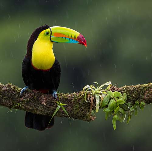 bird black and yellow bird on branch beak