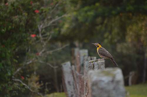 bird black and yellow bird on fence plant