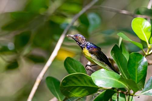 bird black and yellow bird on leaf leaf
