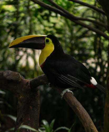 bird black and yellow bird standing on branch toucan