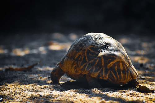 reptile black and yellow turtle on ground sea life