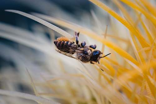 bee black and yellow wasp photograph apidae