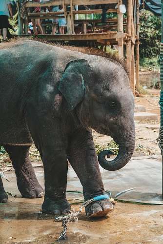 mammal black baby elephant on road elephant