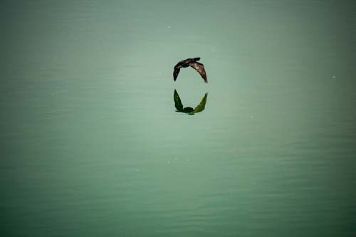 bird black bird and body of water flying