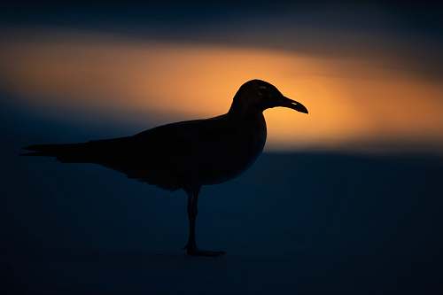 bird black bird close-up photography nature