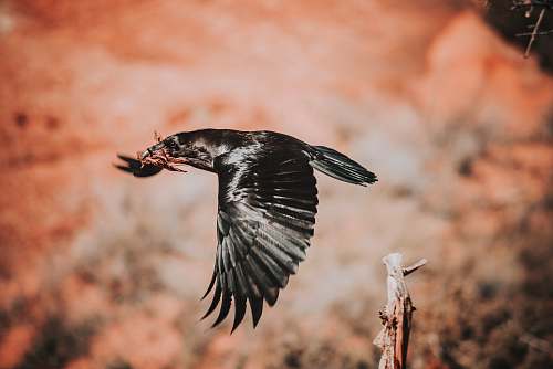 bird black bird flying in macro photography vulture