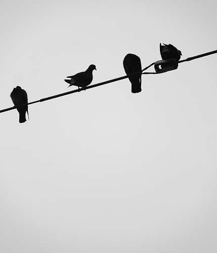 bird black bird illustration black-and-white