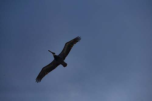 bird black bird in sky during daytime vulture