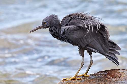 bird black bird near water beak