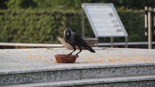 bird black bird on bowl crow