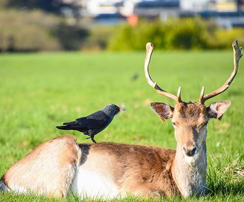 bird black bird on brown deer mammal
