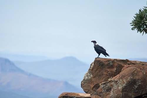 bird black bird on cliff during daytime graaff-reinet