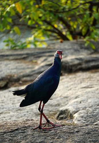 bird black bird on ground nature