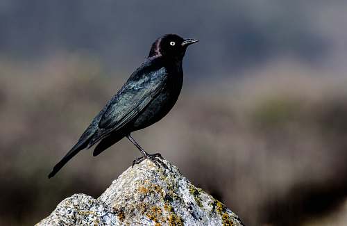 bird black bird on rock agelaius