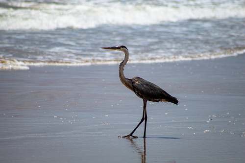 bird black bird on shore stork