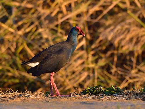 bird black bird on soil ground near leaves beak
