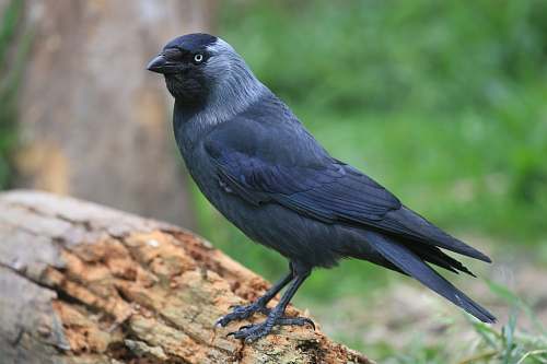 blackbird black bird on tree agelaius