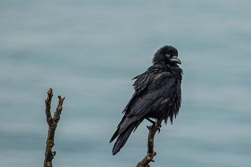 bird black bird on tree branch crow