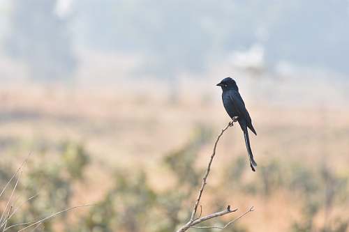 bird black bird perched on tree branch agelaius