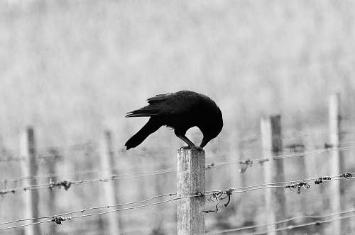 bird black bird perching on white wooden post black-and-white