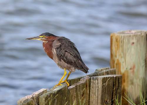 bird black bird standing on fence waterfowl