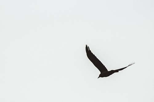 bird black bird under white sky flying