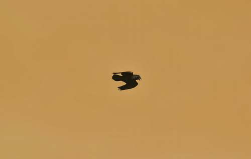 bird black birds flying