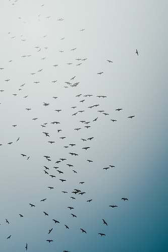 flock black birds flying during daytime grey