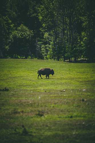 nature black bison cow