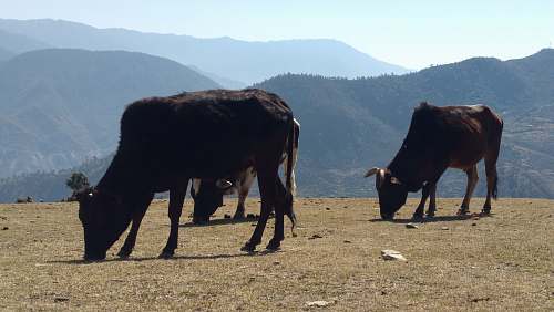 cattle black cattle on field cow