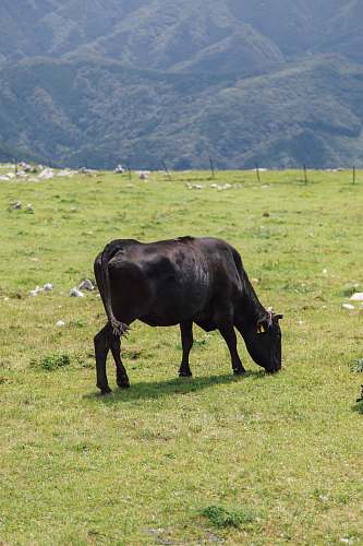 cattle black cow cow