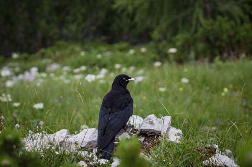 bird black crow agelaius