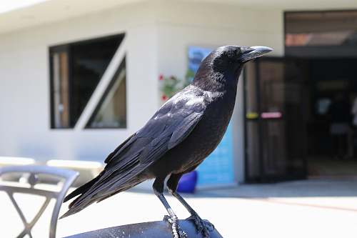 bird black crow bird near chair crow