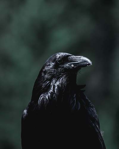 bird black crow facing sideways crow