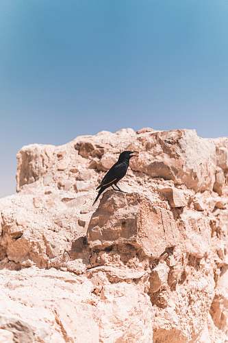 soil black crow on a beige stone wall israel