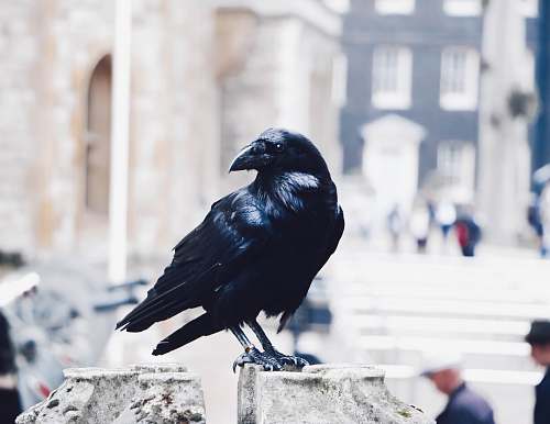 bird black crow on gray stone photo crow