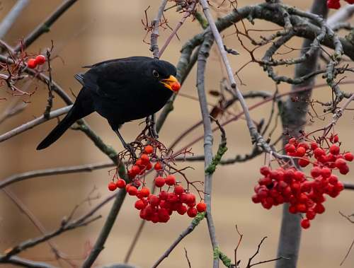 bird black crow on tree branch agelaius