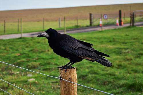 bird black crow on wooden post crow