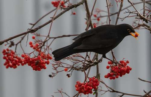 bird black crow standing on tree branch agelaius