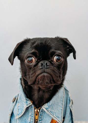 dog black dog wearing blue denim collar pet