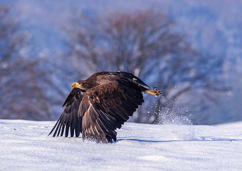 bird black eagle flying above snow field during daytime eagle