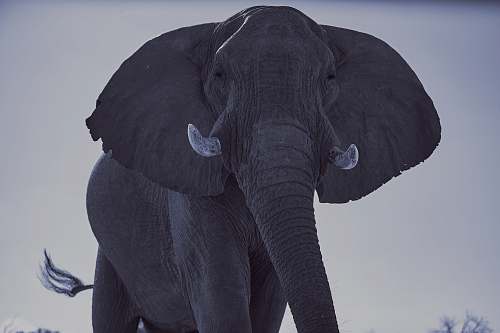 mammal black elephant during daytime elephant