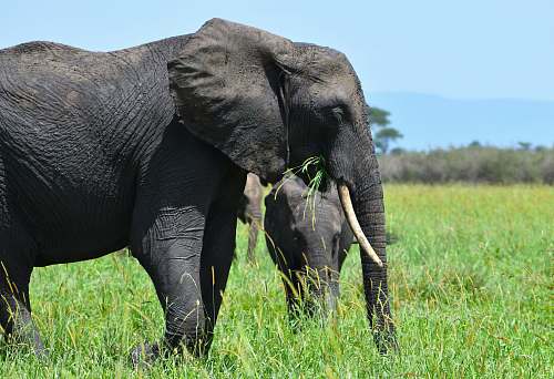 mammal black elephant elephant