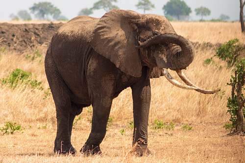 elephant black elephant roaming on dried field at dayime mammal