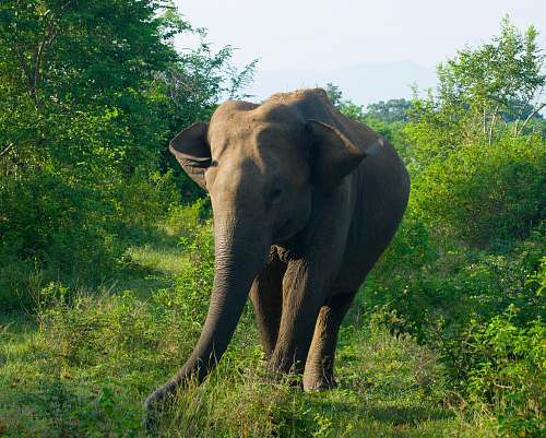mammal black elephant standing on green grass field elephant