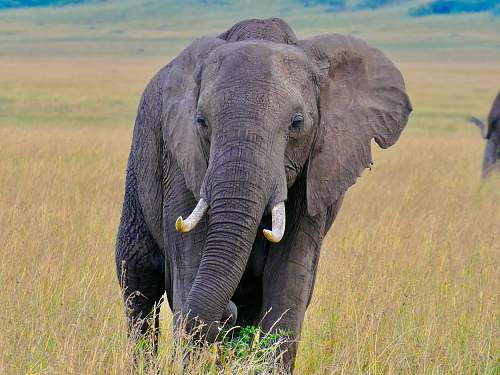 wildlife black elephant elephant