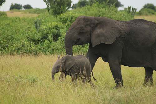 wildlife black elephant with cub mammal