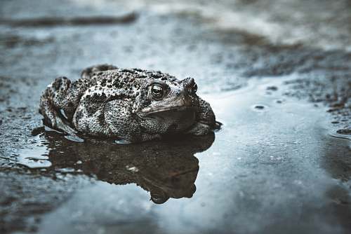 reptile black frog on wet surface lizard